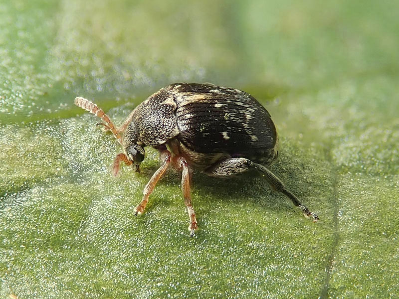 Chrysomelidae Bruchinae: Bruchus luteicornis (cfr.)